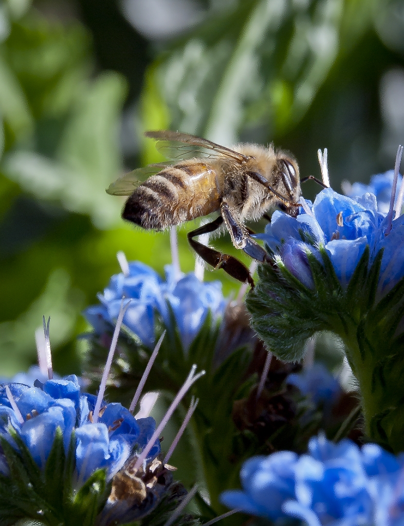 Bee on blue